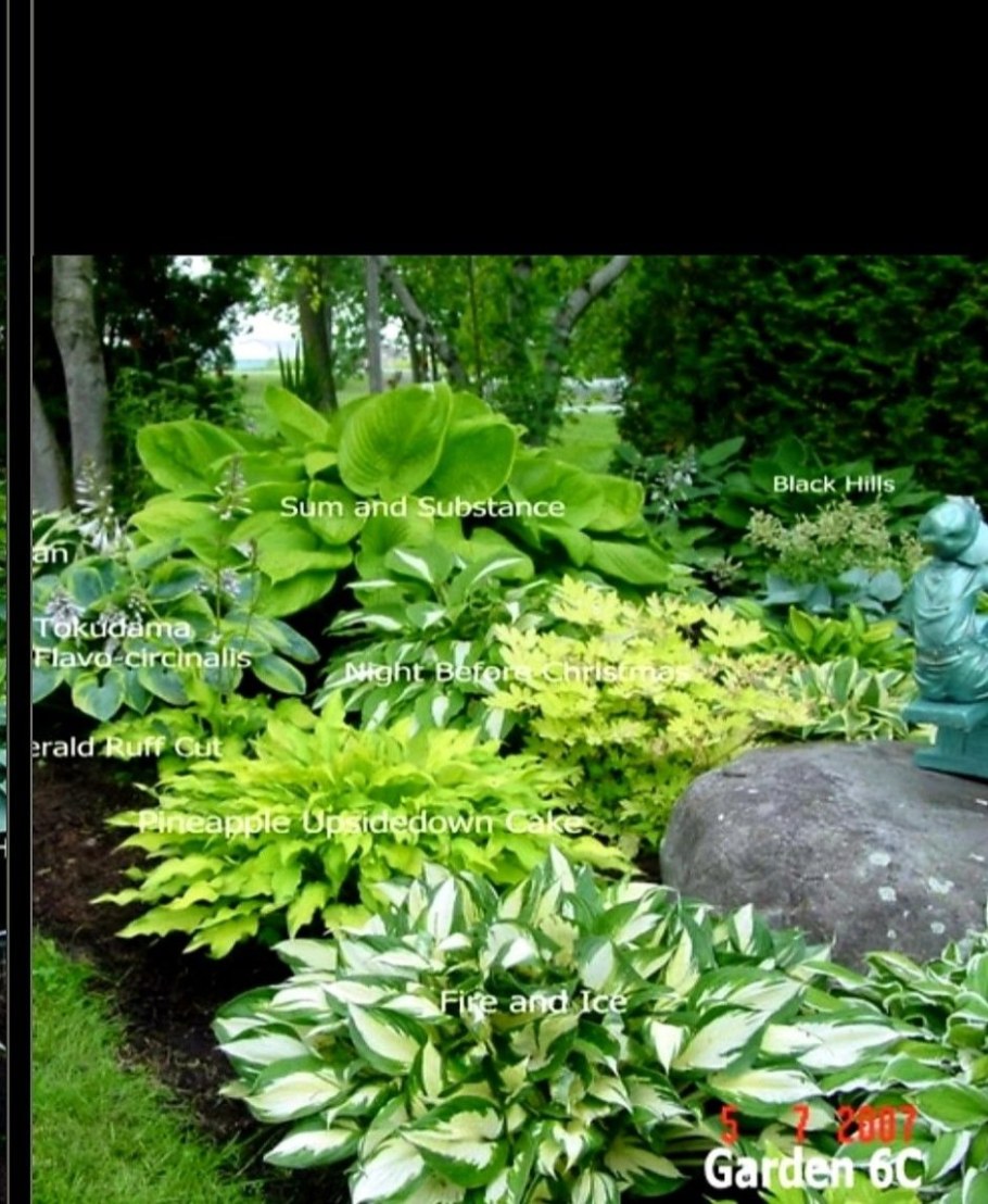 Хоста Токудама Флавоцирциналис