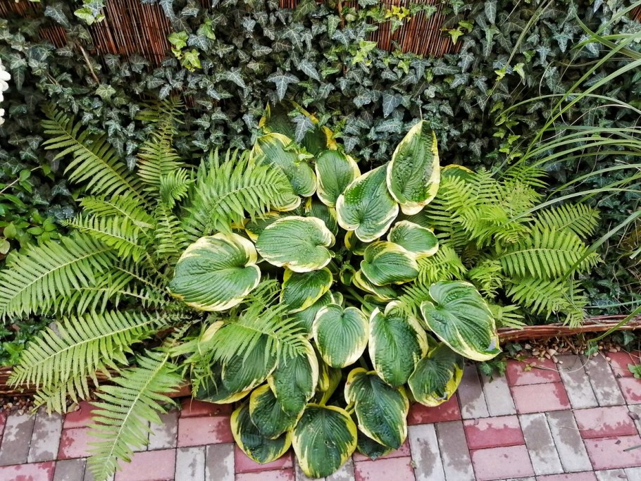 Астильба Хоста папоротник в клумбе