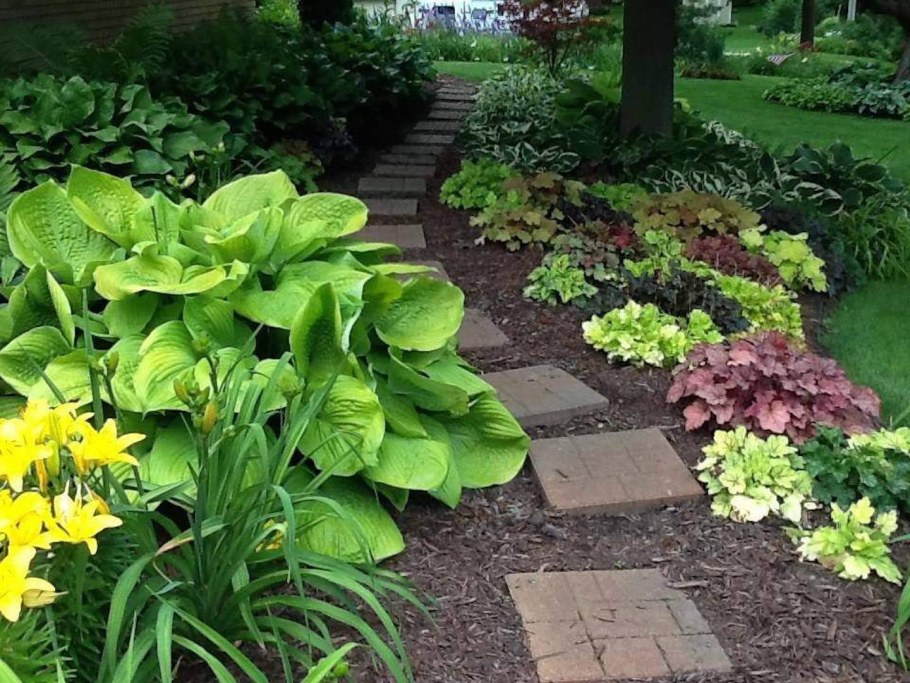 Хоста гейхера бадан