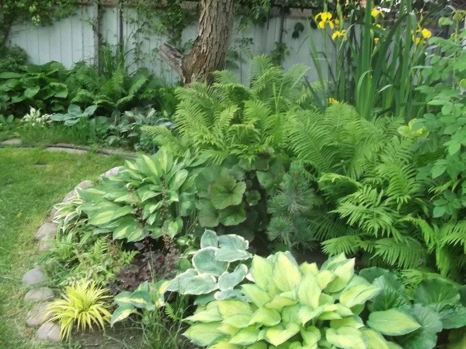 Клумба с папоротником и хостой