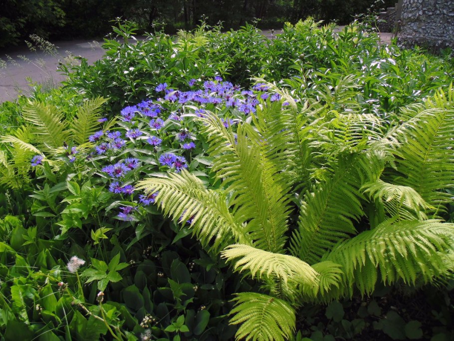 Хоста папоротник астильба