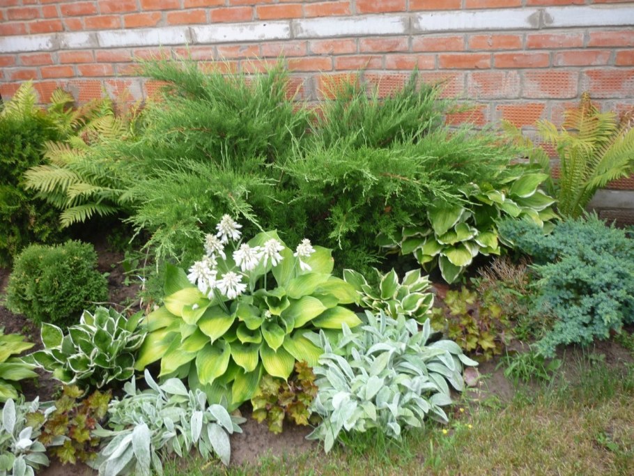 Астильба Хоста папоротник в клумбе