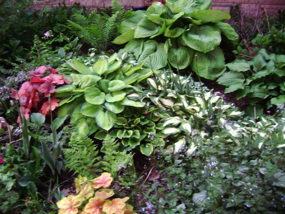 Цветник с папоротником и хостой