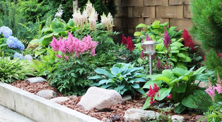 Астильба Хоста миксбордер