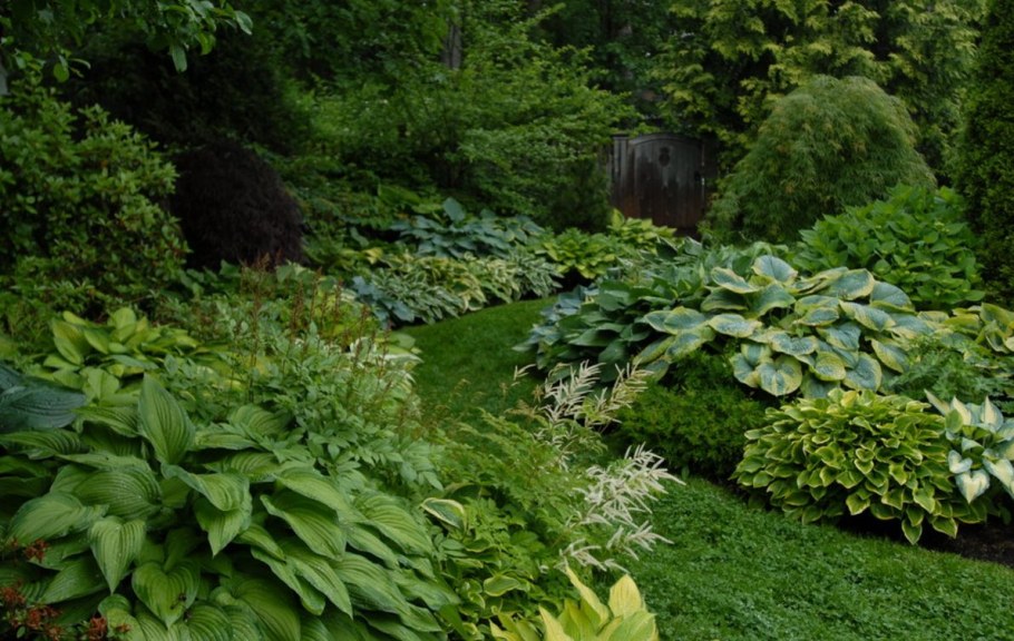 Сныть декоративная