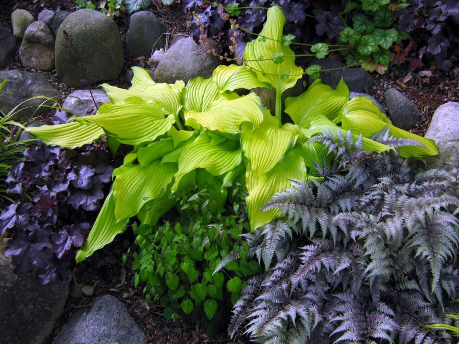 Клумба Хоста папоротник гейхера