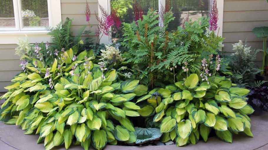 Хоста папоротник астильба