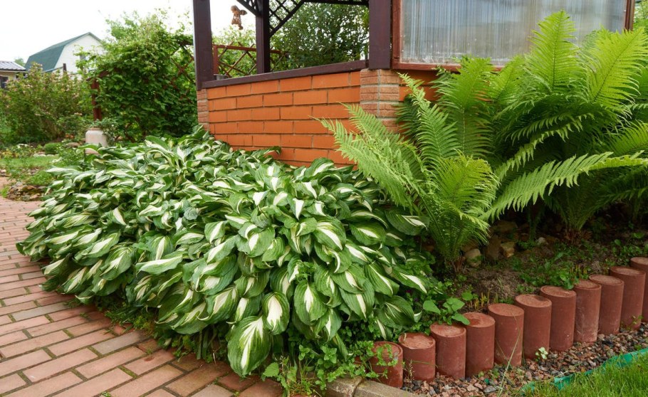 Папоротник и Хоста