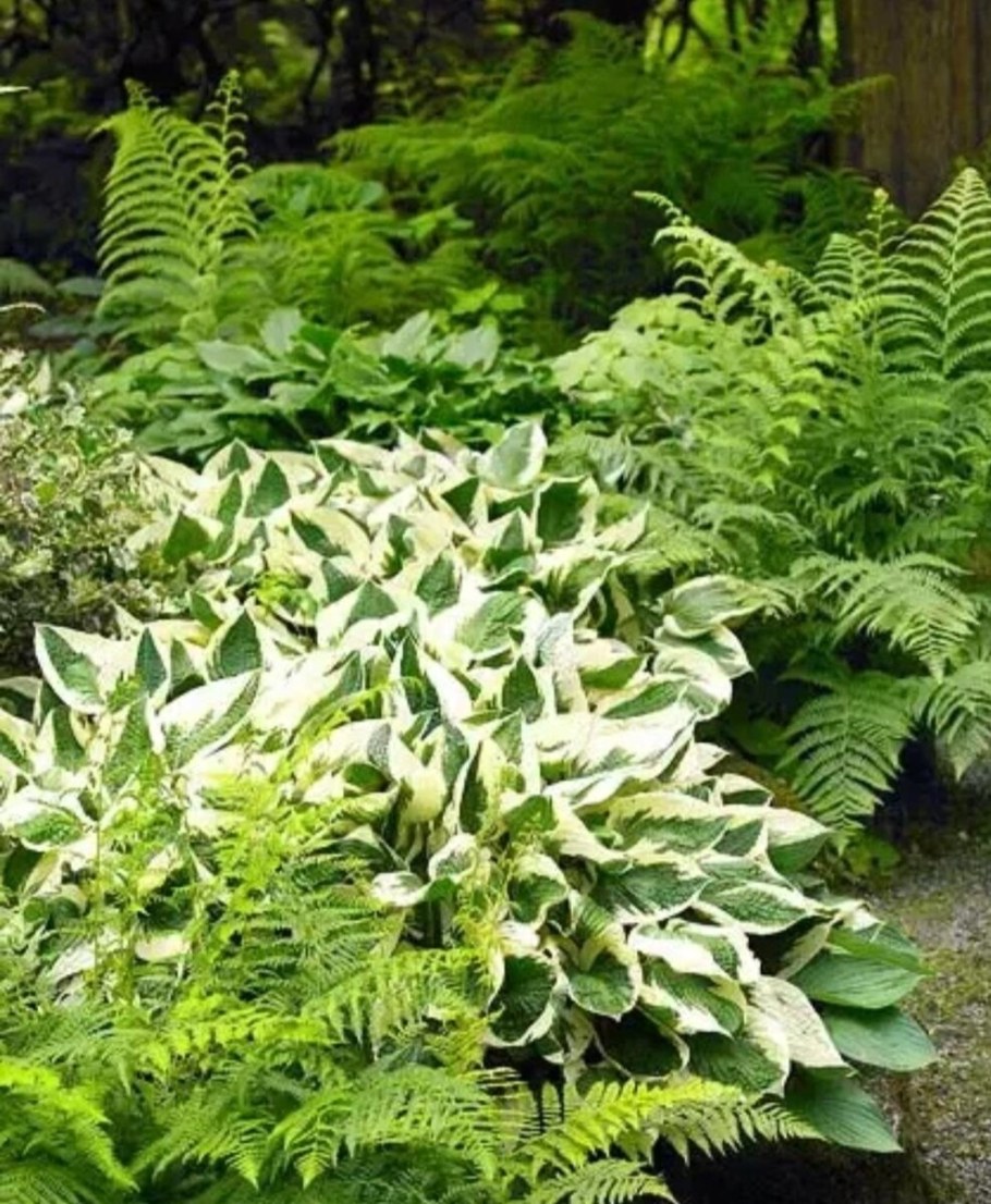 Купена и папоротник