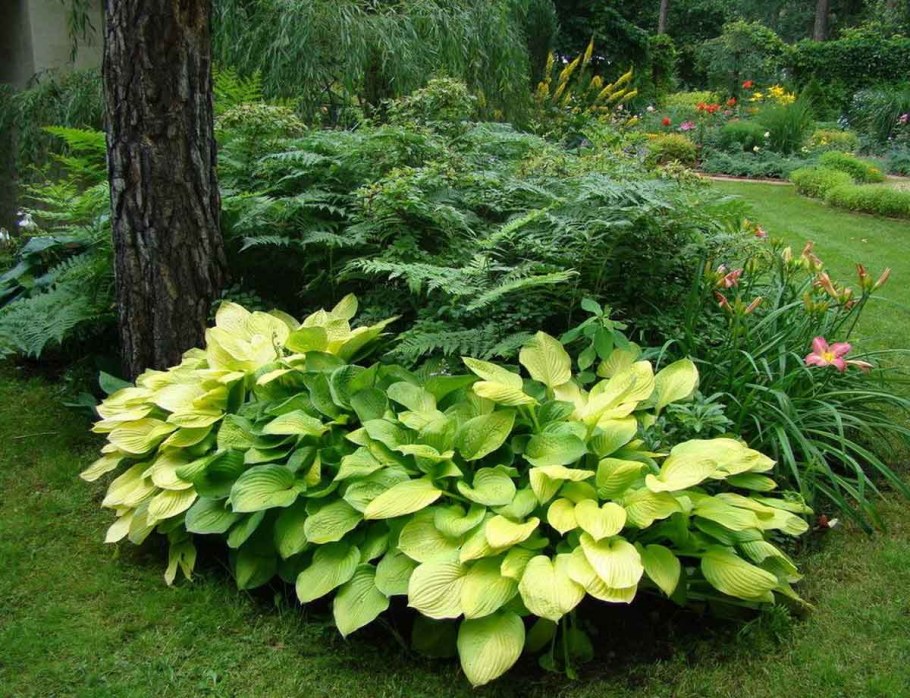 Гортензия папоротник Хоста
