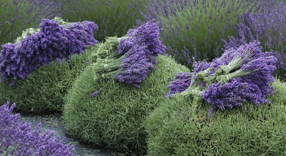 Лаванда шалфей Вереск