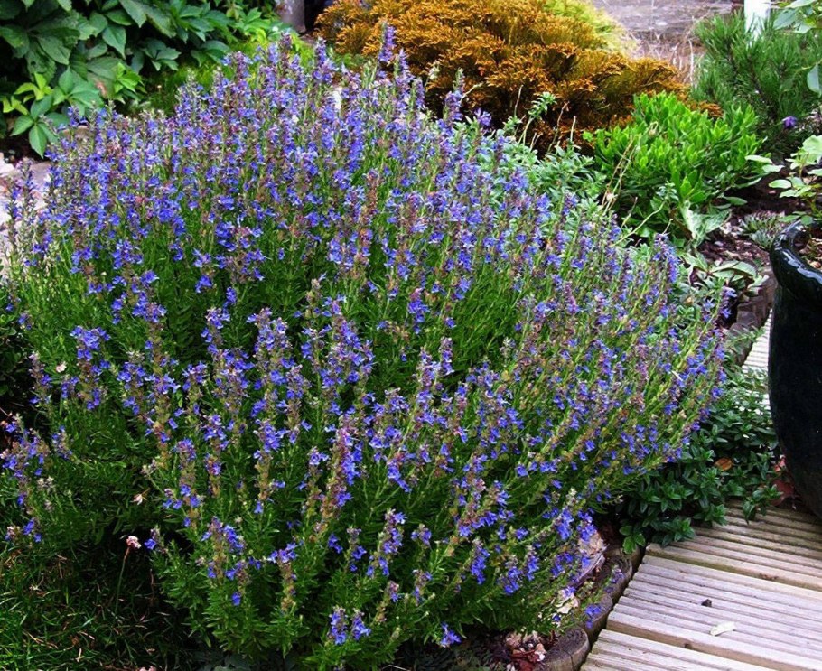 Розмарин иссоп шалфей