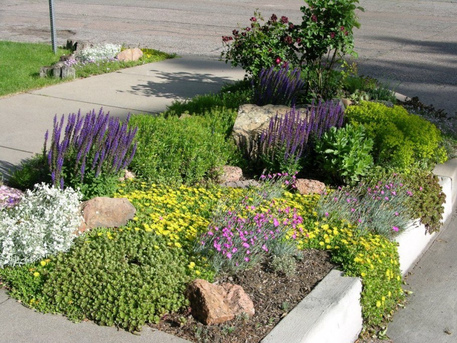 Лаванда в рокарии