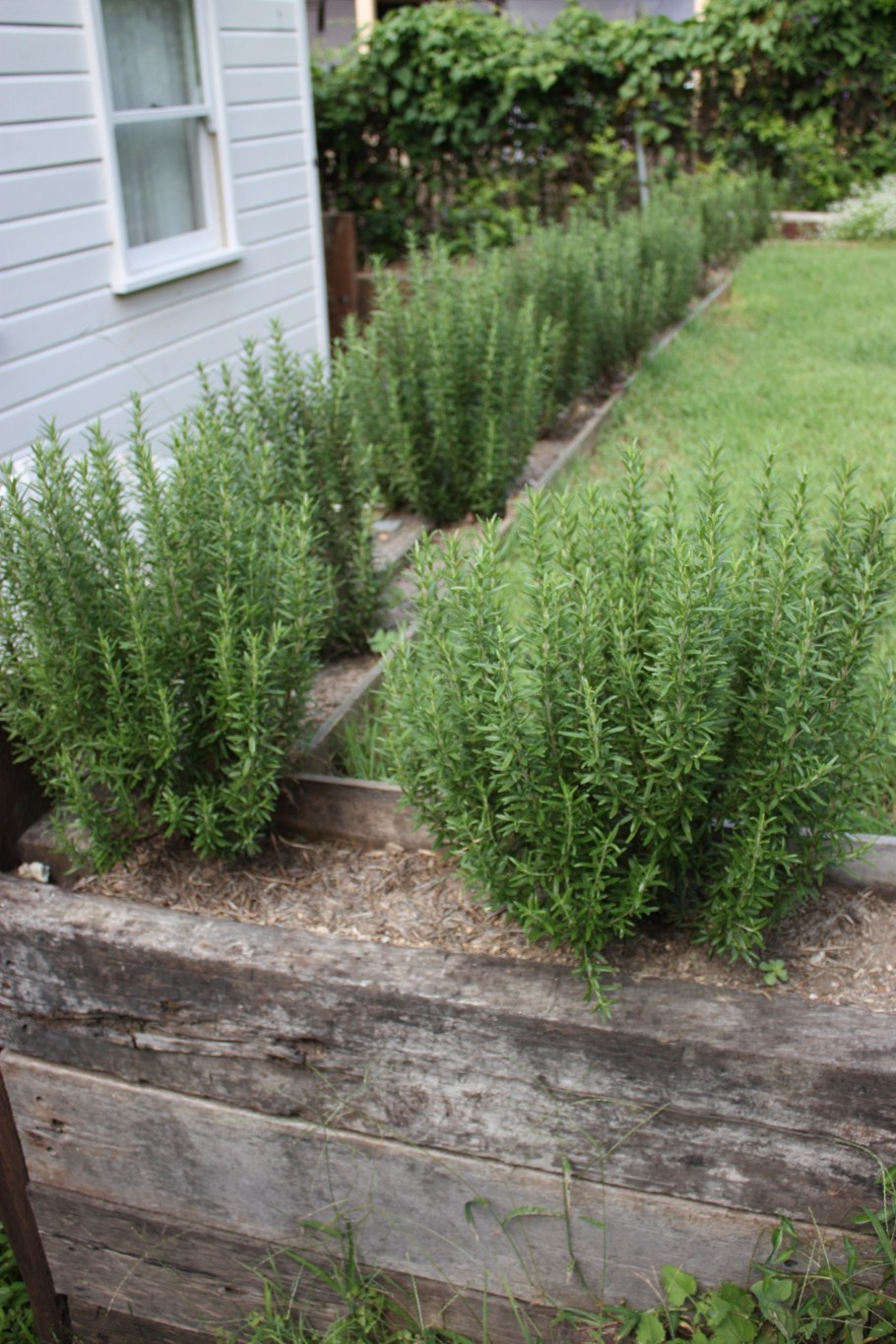 Розмарин Живая изгородь