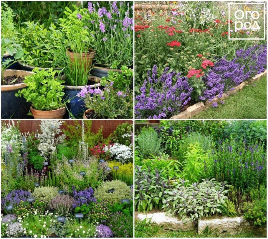 Клумба с розмарином и лавандой