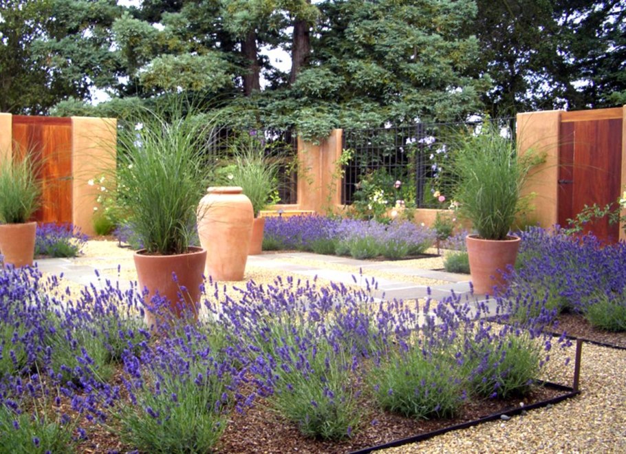 Лаванда Ангустифолия в ландшафтном