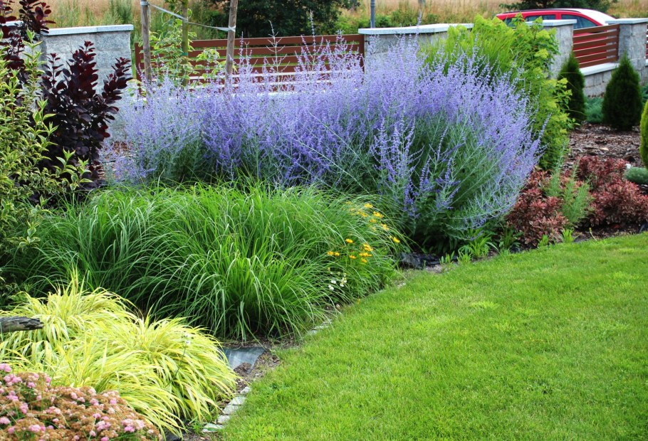 Перовския лебедолистная Блю