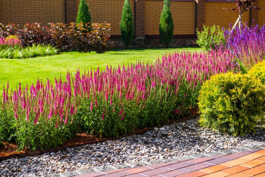 Вероника колосистая и Вереск