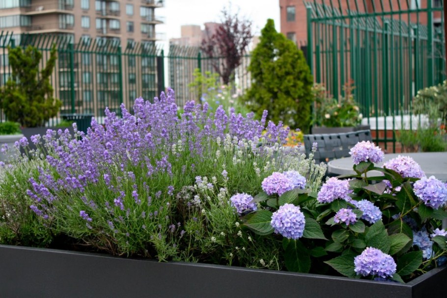 Клумба котовник гортензия