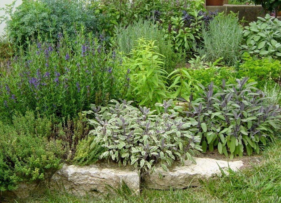 Шалфей мускатный миксбордер