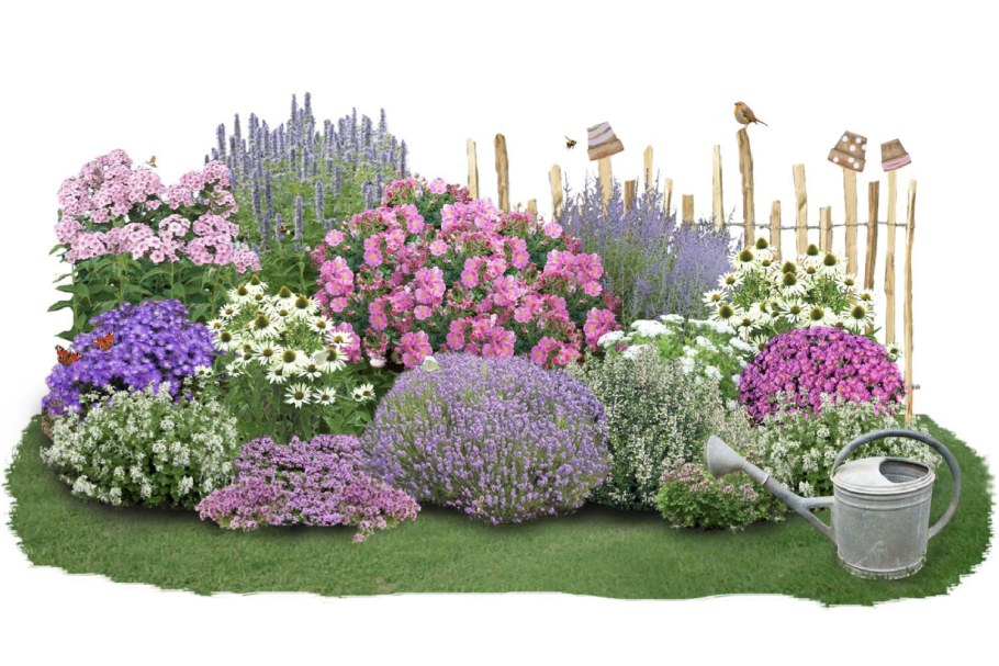 Гортензия с лавандой миксбордер