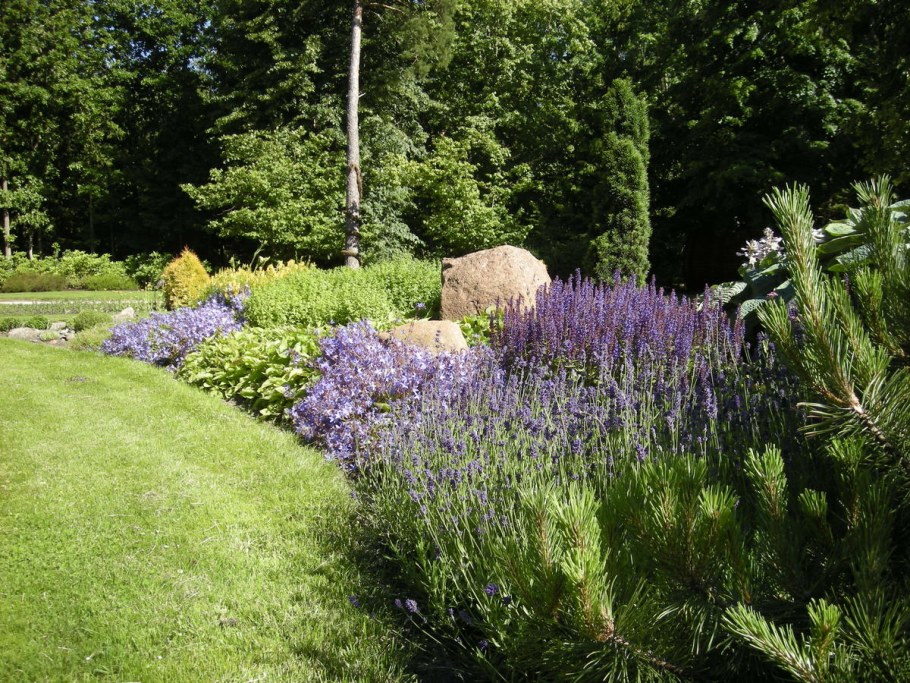 Шалфей Аптекарский огород