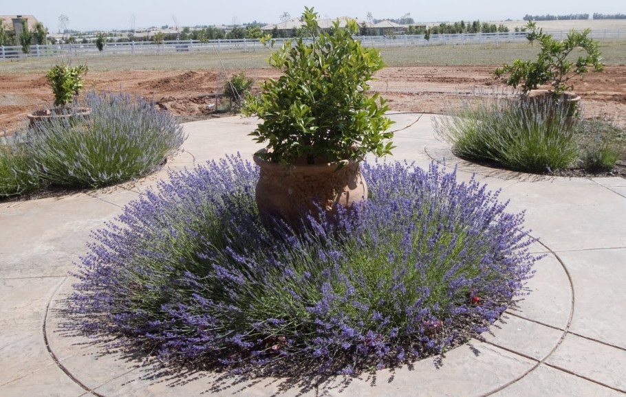 Лаванда узколистная «горный аромат»