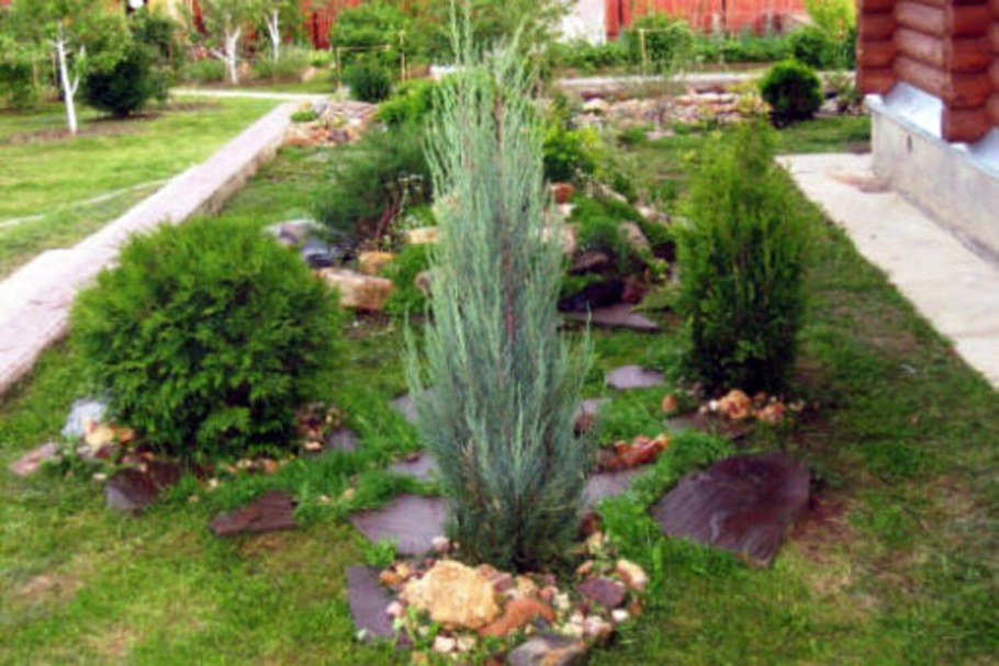 Клумба с можжевельником Блю Эрроу