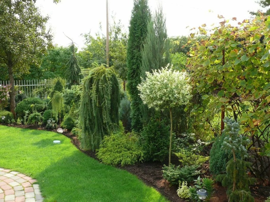 Ива штамбовая плакучая