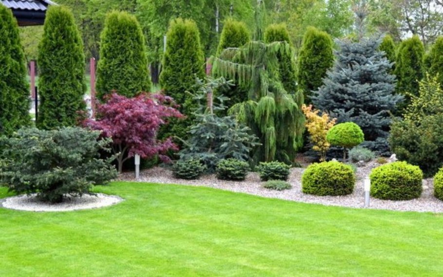 Туя Даника изгородь