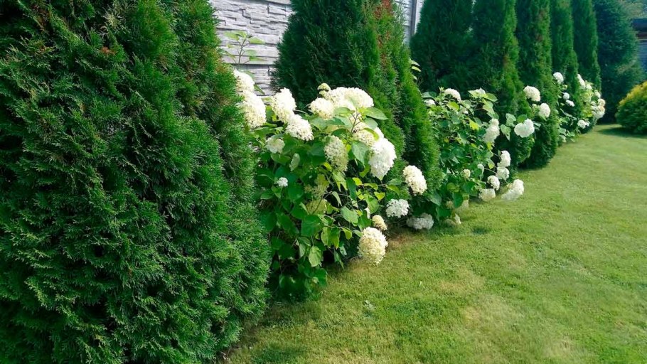 Гортензия Анабель с туей Даника