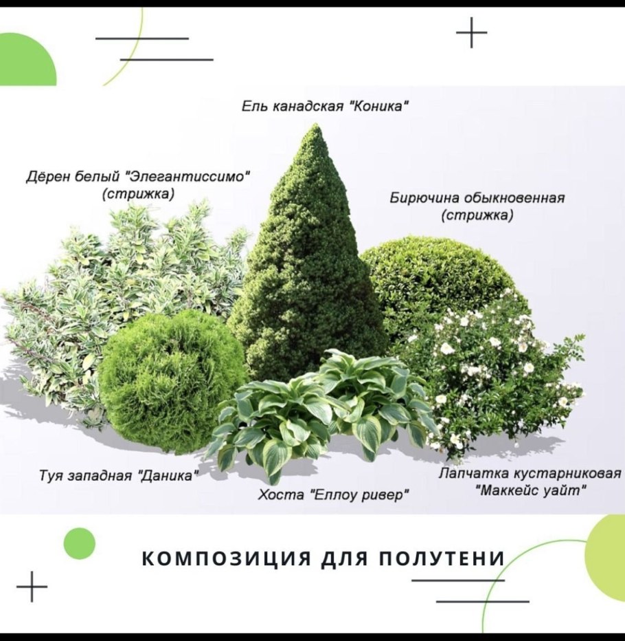 Канадская туя Коника