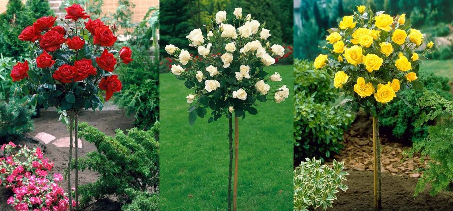 Роза штамбовая Прайд