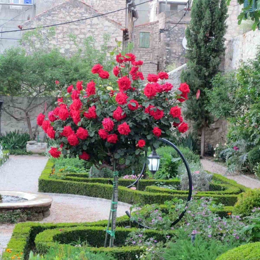 Роза Флорентина на штамбе