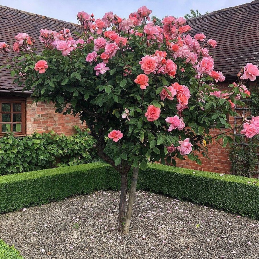 Роза Кэтрин на штамбе