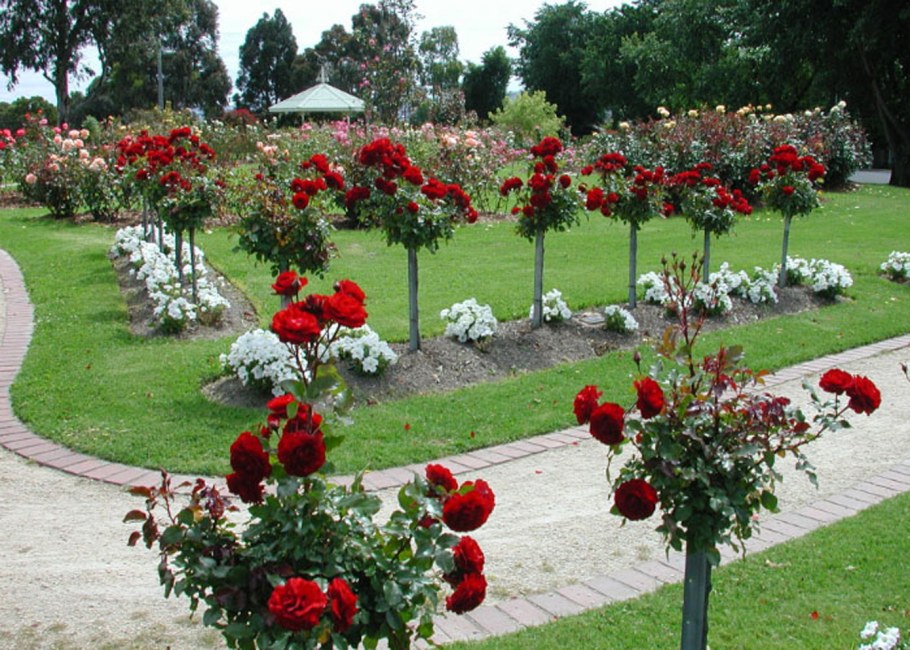 Роза штамбовая Кэтрин