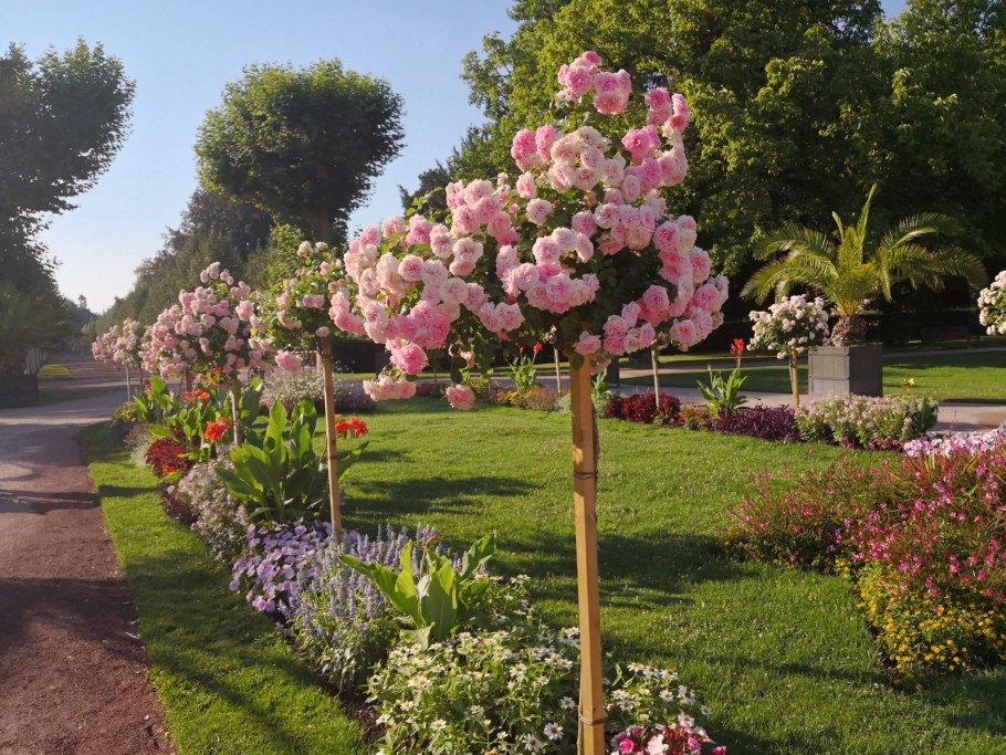 Роза штамбовая Майсур