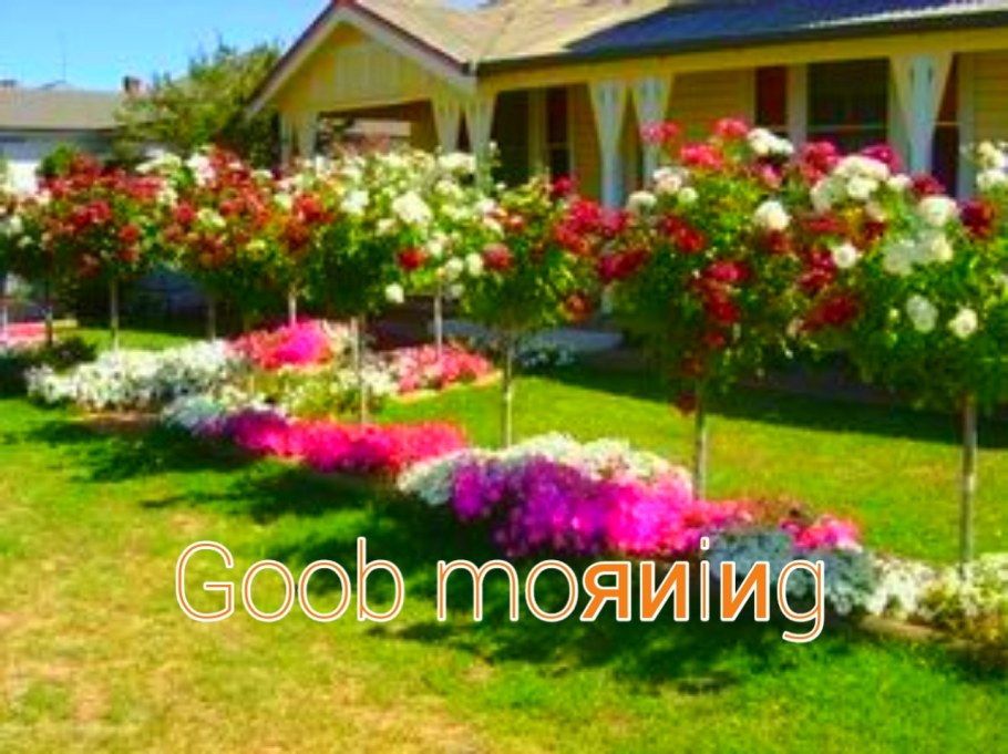 Штамбовая роза