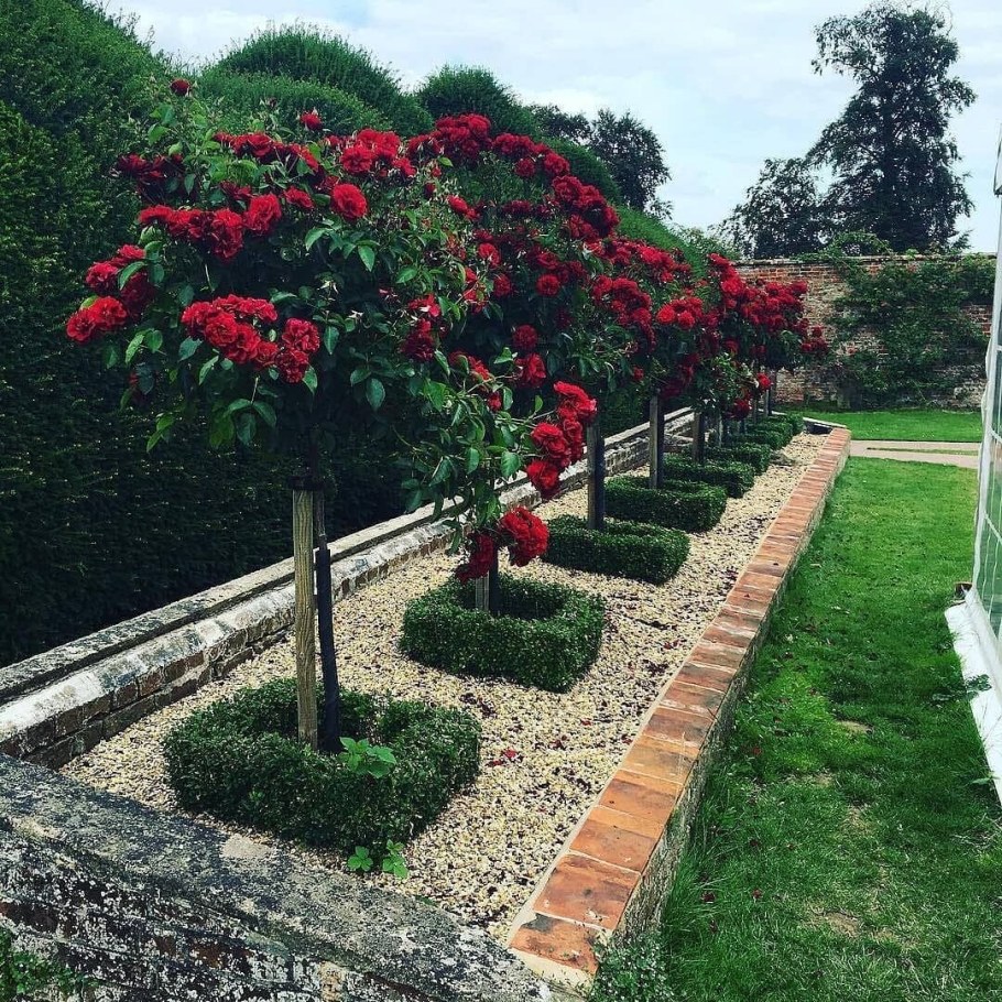 Роза штамбовая Кэтрин