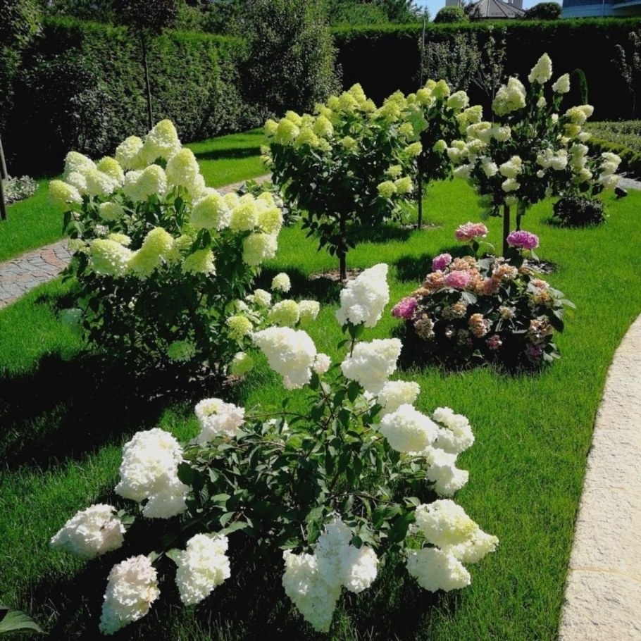 Лаймлайт гортензия метельчатая в ландшафтном