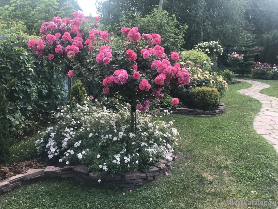 Роза штамбовая Ютерсен