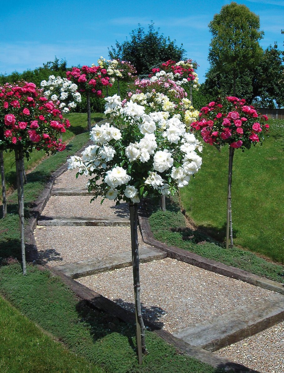 Роза штамбовая Топкапи