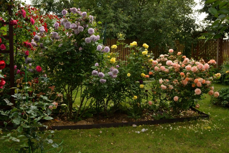 Розарий с остинками