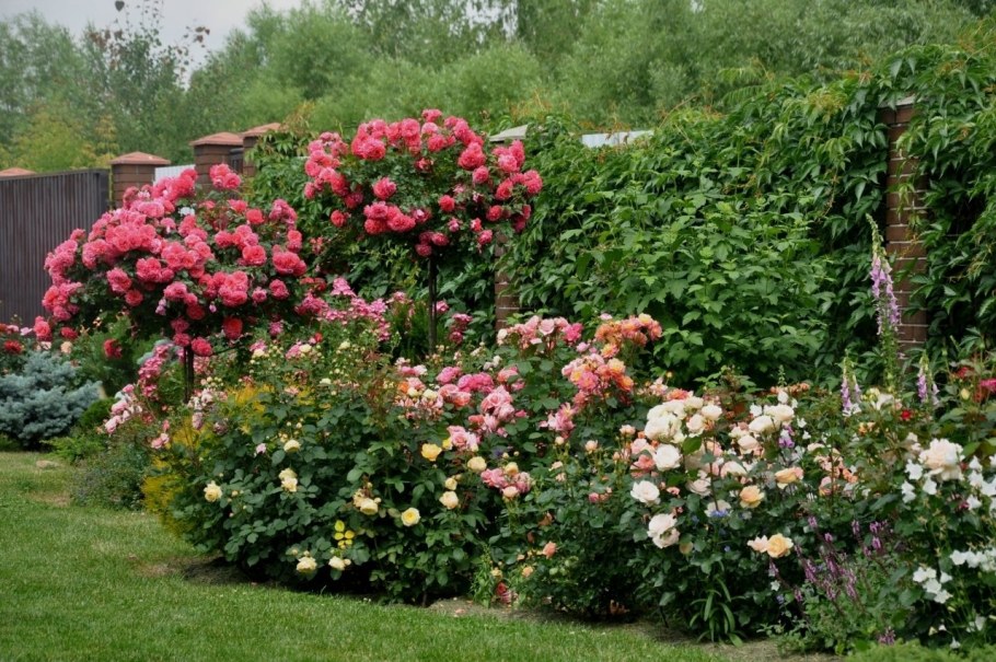 Роза плетистая Rosarium Uetersen