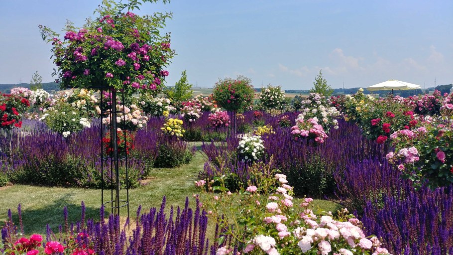 Роза Парковая Рапсоди ин Блю