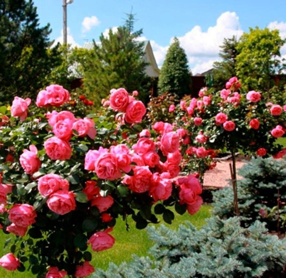 Роза штамбовая Фламинго