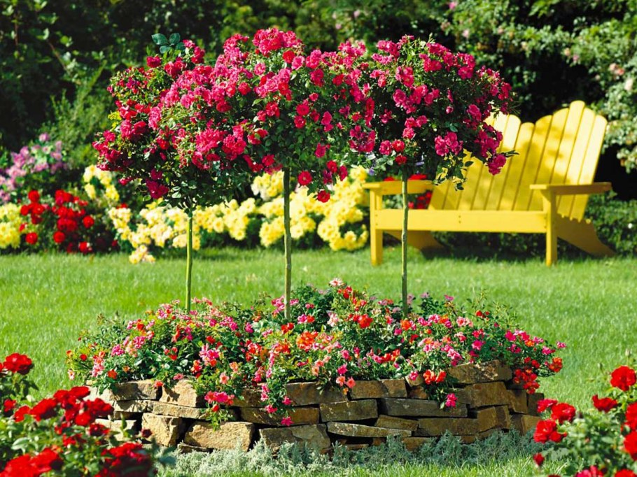 Роза штамбовая Кэтрин