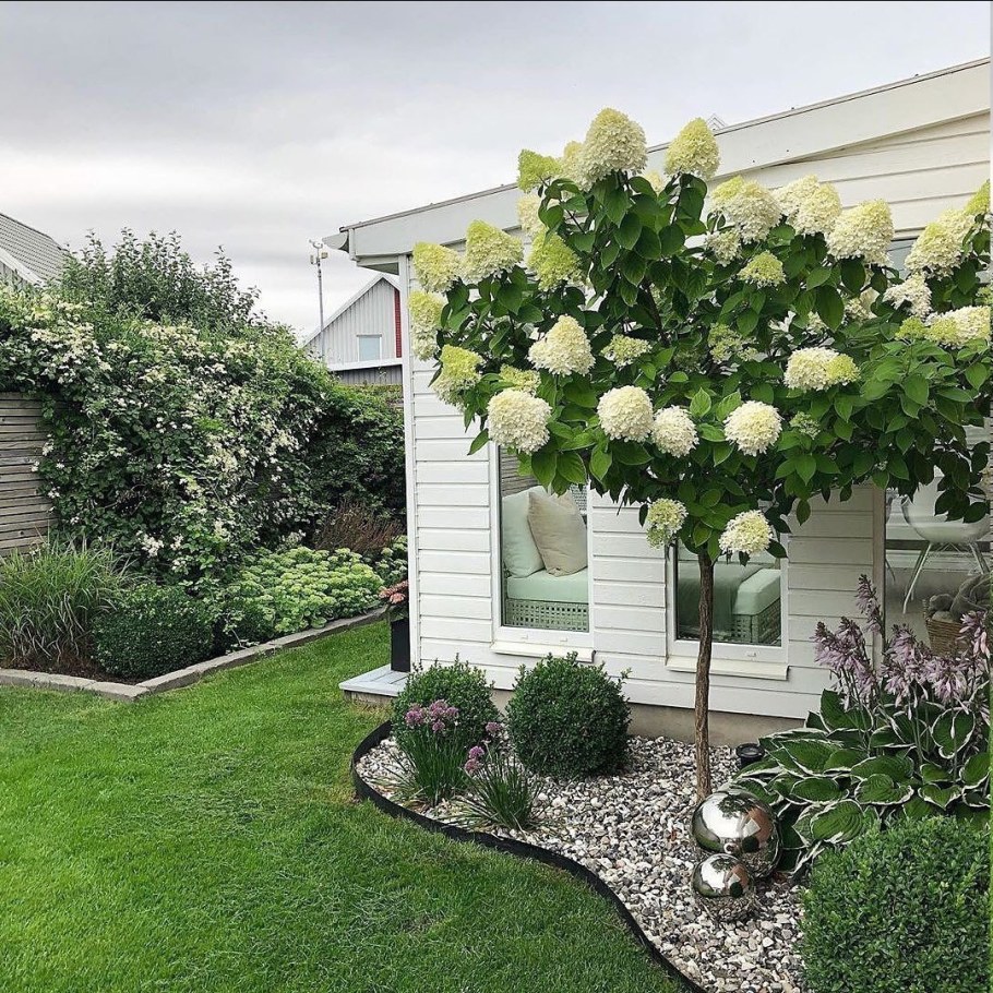 Штамбовая гортензия метельчатая