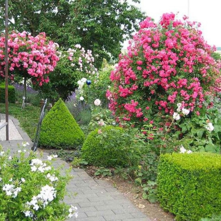 Super Excelsa роза