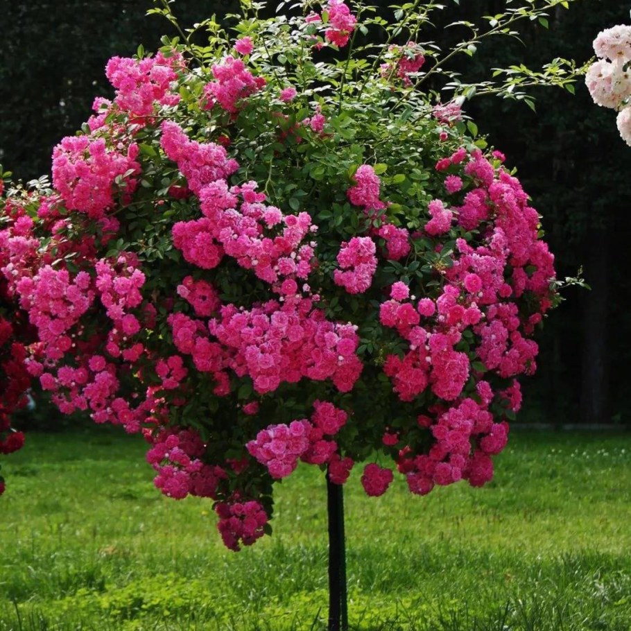 Штамбовые розы на розы